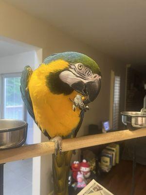 Blue and gold macaw