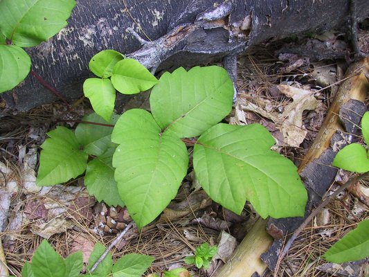 Classic poison ivy without shiny leaves.