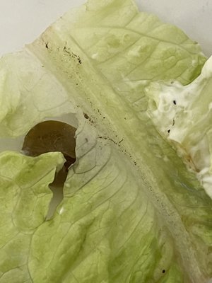 Dirty lettuce