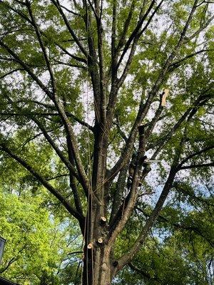 Woodpecker Stump Grinding