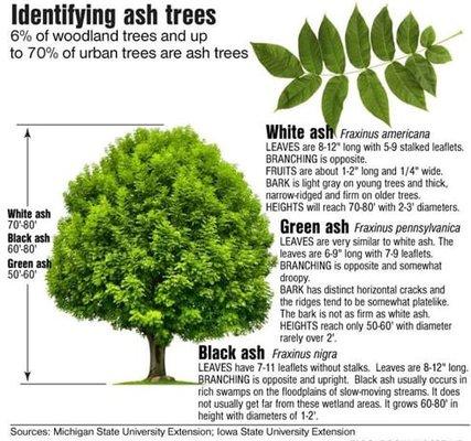 ID your Ash tree