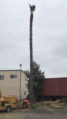 80 ft Mexican palm we trimmed. Your palm tree carry a lot of fronds can result in fire hazard and or debris falling.