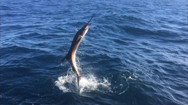 Sailfish caught on board the Osprey