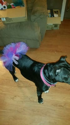 Modeling a pink and purple tutu