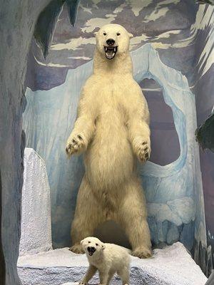 Taxidermy polar bears