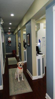 The operatory hallway with one of our hardest working employees ;)