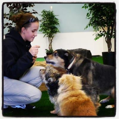 Come play in our climate-controlled indoor dog park! Baltimore's premium doggie daycare offering cage-free daycare and boarding!