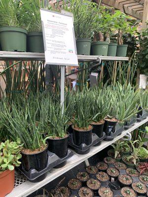 Sansevieria Fernwood