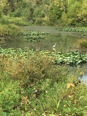 Their riparian areas have egrets