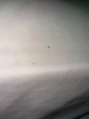 Bed bugs