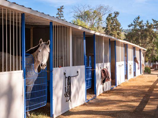 Portuguese Bend Riding Club