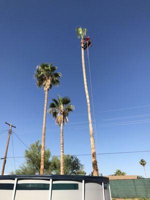 Palm tree & trimmer