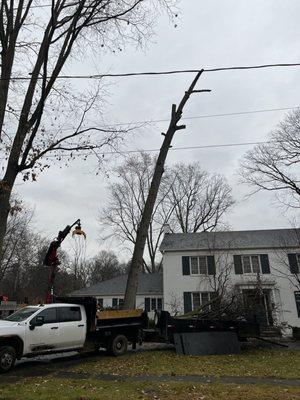 Jeff's Tree Removal