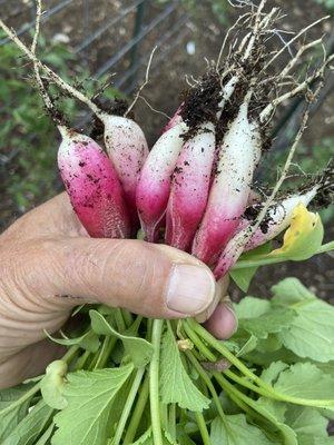 Fresh organic produce