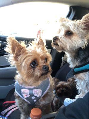 Dory the all blonde, Charlie trying to look out the windshield and that tiny one is Matilda