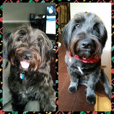 Our furry baby, Marley. Before and after!  He's cute and cool for Summer!  Thanks Yvette!