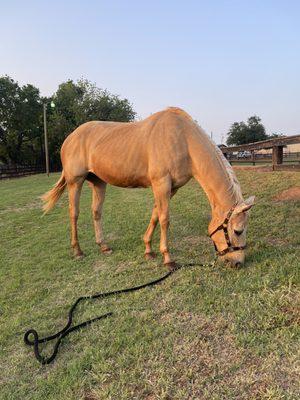 Equine Medical Associates