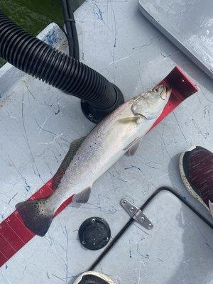 20" sea trout