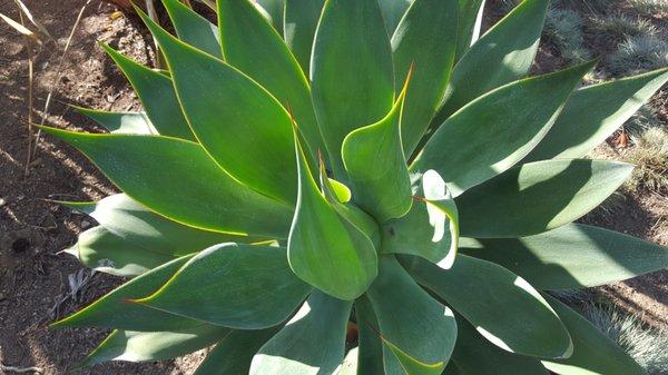 Agave Blue Flame lines one of the pathways