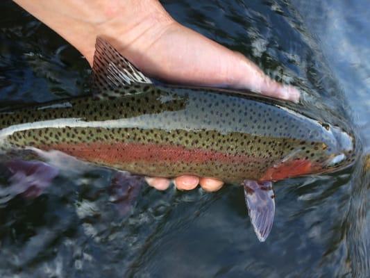 Wild and native Deschutes "redside" rainbow trout.