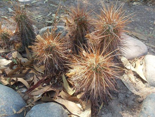 Hedgehog Cactus