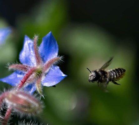 Bee next to a Borage flower.