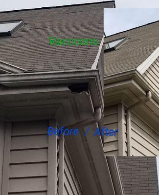 Before: Racoons had damaged the gutter and used it as an entry point into the house.  After: Completely sealed.