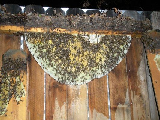 Hive on a wood fence. There was just enough space for one sheet of comb.