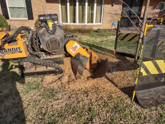 38 horse power stump grinder, neatly removing an old tree stump