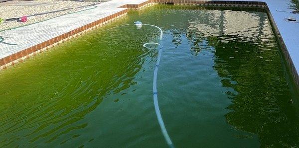 Gross green pool 5 days after cleaned by pool troupers