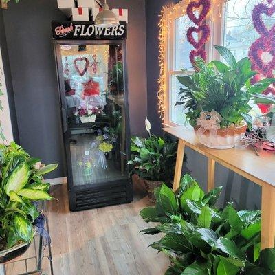 Flower cooler and plant display