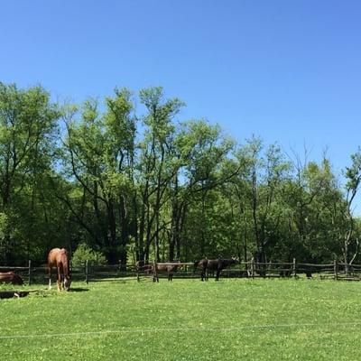 Sadie Hollow Stables