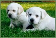 Yellow Lab Puppies