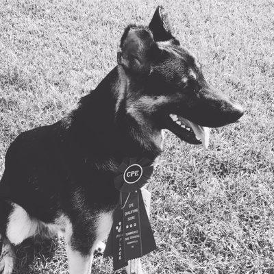 My GSD's first agility competition, first place cause of his awesome trainer guiding and teaching us!