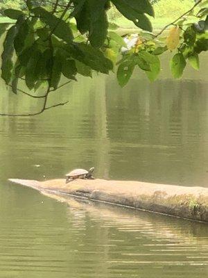 Turtle on a log