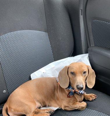 Vienna after her first grooming at PetsMart