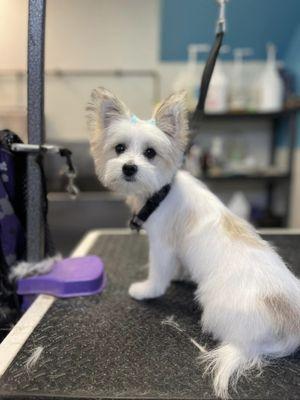 We groom dogs of all breeds and all sizes!