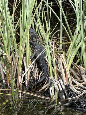 gator park