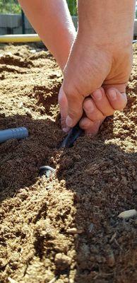 Laying-out  a watering system.