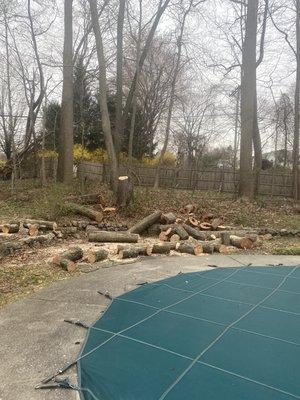 Trees remove and stump grinding