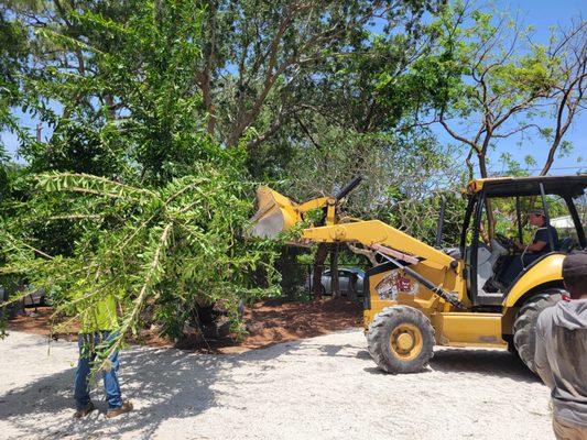 Calabash tree install.