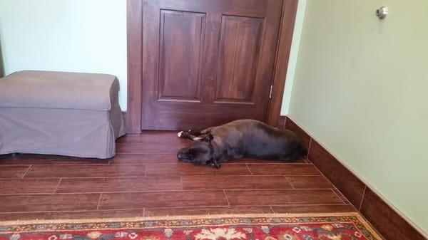 My dogs are so comfortable at this vet, they just plop down wherever. :-) it makes veterinary care easier on us pet parents :-)