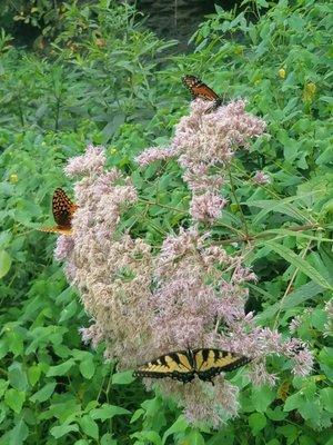 Trifecta of male Monarch, female Eastern Tiger Swallowtail,  Great Spangled Fritillary on Joe Pye weed.