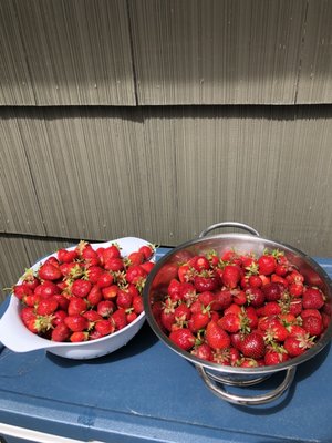 Strawberries