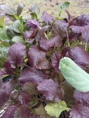 Mustard Greens Microgreen seeds