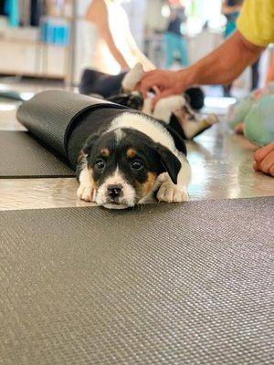 Puppy Yoga! 100% of donations from this class go directly to Underdog Rescue, right here in Moab.