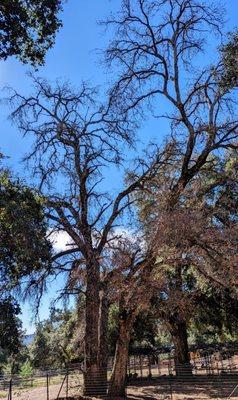 They cut this dead tree down to a stump as we requested.