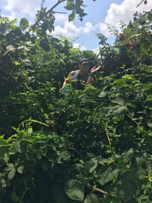 thick in the middle of the blackberries bushes