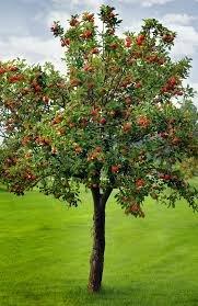 wide range of fruit trees