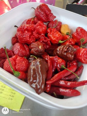 Peppers for 50cent each on the counter 10/28/2021